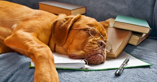 Dog Sleeping after Studying